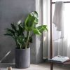 Bird of Paradise – Image 2